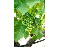 Neubau - villa - Yecla