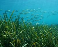 Nieuwbouw - villa - Benissa - Racó Del Galeno