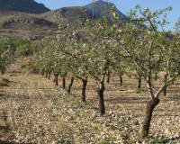 Revente - Plot - Murcia