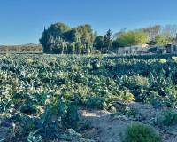 Wiederverkauf - Finca / Country Property - Guardamar del Segura