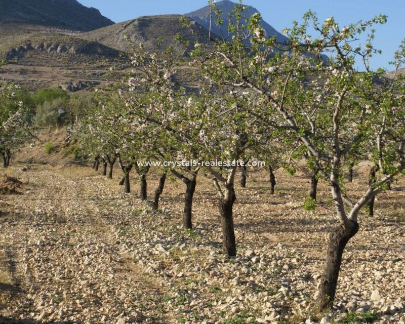 Wiederverkauf - Plot - Murcia